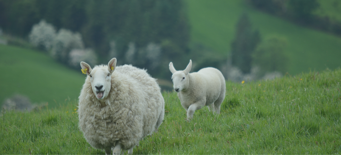 When Your Mind Feels Wrapped in Cotton Wool