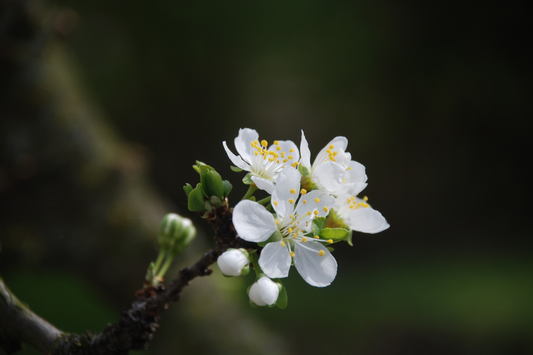 The Long Road Back to the Light