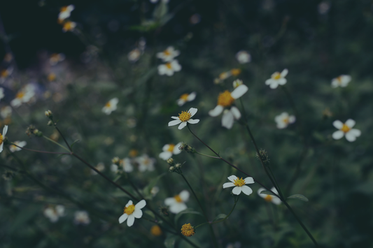 Small white wildflowers with yellow centres bloom on slender stems against deep green foliage in low moody light